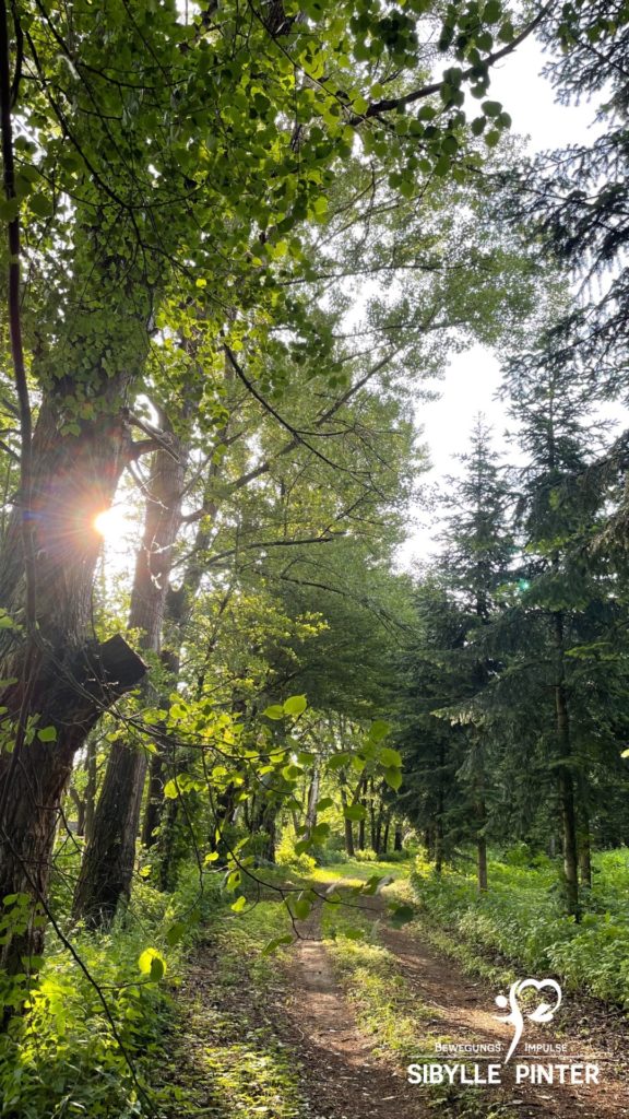 Alphalauf im Wald